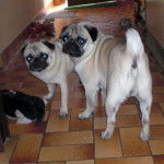 carlin Donuts & Dilys - Carlin