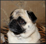 carlin- Dilys - Carlin