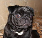 carlin - Byron - Carlin