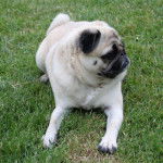 carlin Dilys - Carlin