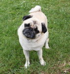 carlin Dilys - Carlin