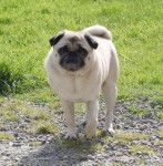 carlin Dilys - Carlin