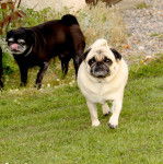 carlin VG Dilys - Carlin