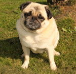 carlin Dilys - Carlin