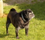 carlin Van-Gogh - Carlin