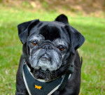 carlin Van-Gogh - Carlin