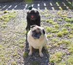 carlin Byron Dilys - Carlin