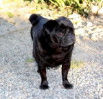 carlin Byron - Carlin