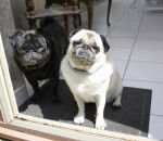 carlin Byron Dilys mon duo - Carlin