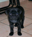 Photo chiot Carlin : Denwen - Carlin