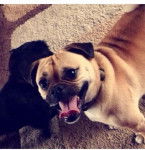 Benny - Carlin Mâle (5 ans)