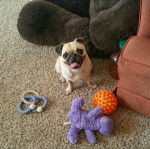 Merlin est un ange - Carlin (10 mois)