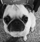 Merlin dit monde bon matin - Carlin (10 mois)