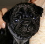 Newboss - Carlin Mâle (3 mois)