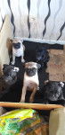 Chiots - Carlin (3 mois)