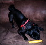 Brittney - Carlin (1 an)