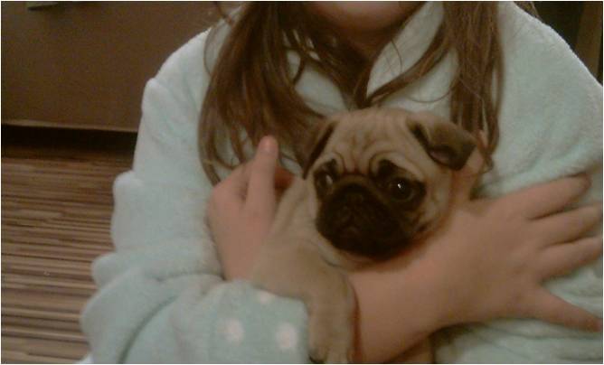 Fifi - Carlin (4 mois)
