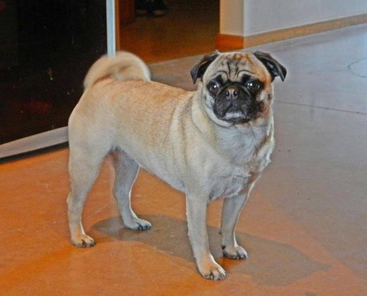 JoJo - Carlin (3 ans)