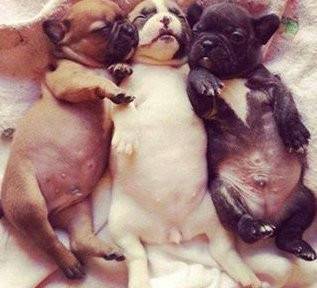 Arnold , Pugsy , Sand Bag - Carlin Mâle (1 mois)