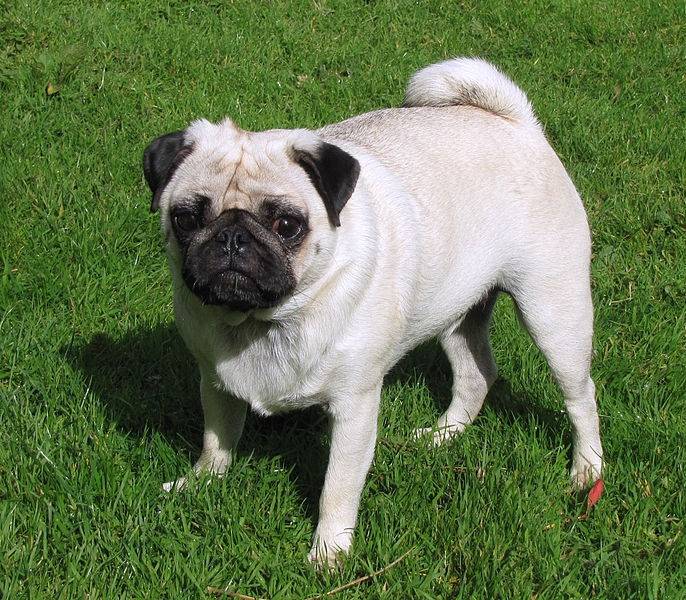 puggily - Carlin Mâle (1 an)
