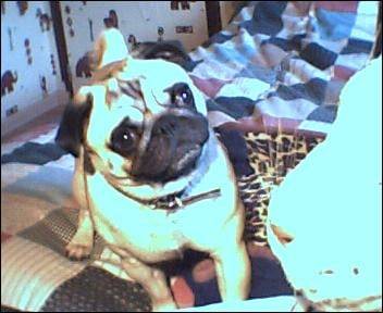 Carlin Je m'apelle Scotty ! Allias ( coco ) - Carlin