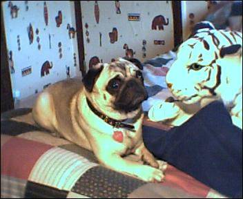 Carlin Je m'apelle Scotty ! Allias ( coco ) - Carlin