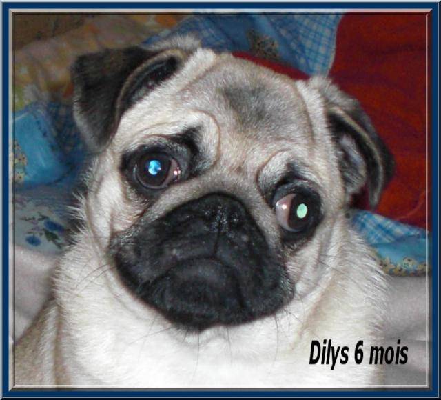 carlin Dilys - Carlin