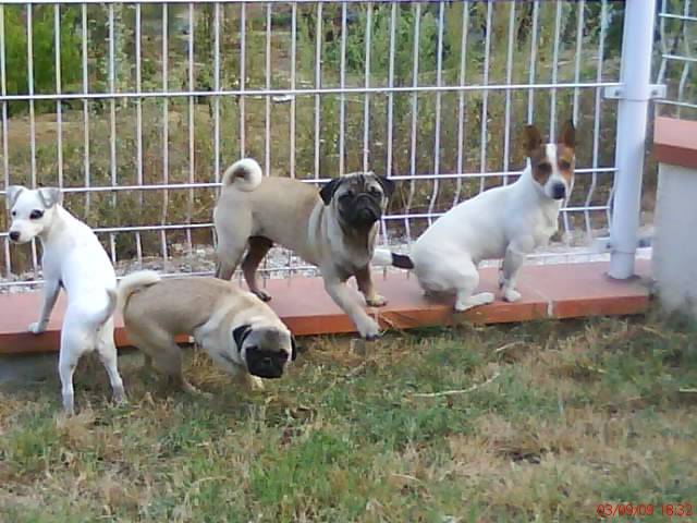 Budkus Et Shaina Jack russel /Chanel Et Ernest Carlin - Carlin