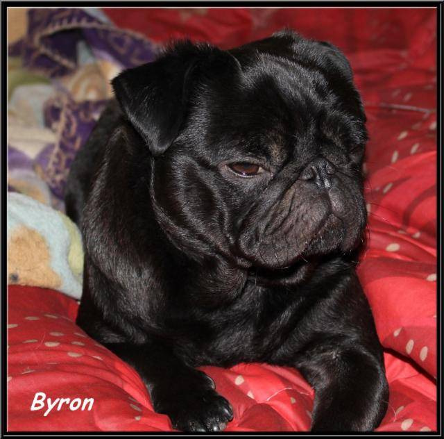 carlin : Byron - Carlin