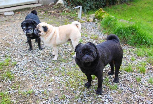 carlin VG Byron Dilys ma triplette - Carlin