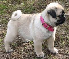 pug - Carlin (1 an)