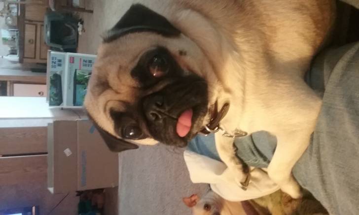 Angel - Carlin (2 ans)