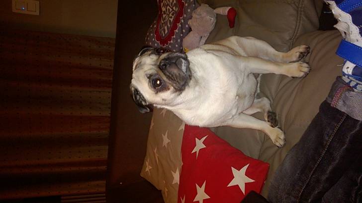 Rosie - Carlin (2 ans)