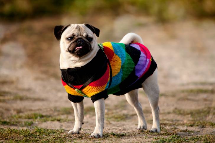 Un Carlin habillé avec un pull pour chien