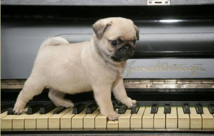 Puggers - Carlin Mâle (7 mois)