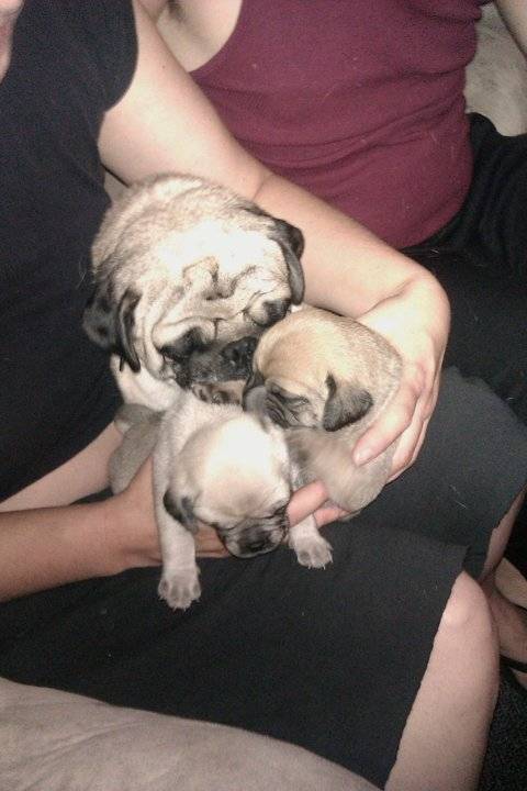 Wickett,Jr, and a sibling - Carlin Mâle