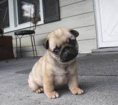 buttercup - Carlin (10 mois)
