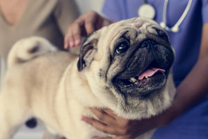 Un Carlin en visite chez le vétérinaire
