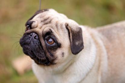 Un chien Carlin dans un jardin