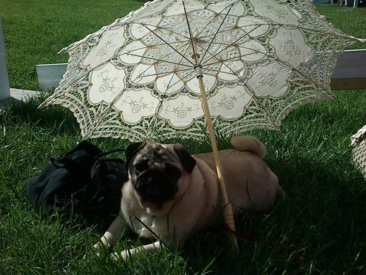 Enthea - Carlin Femelle (3 ans)