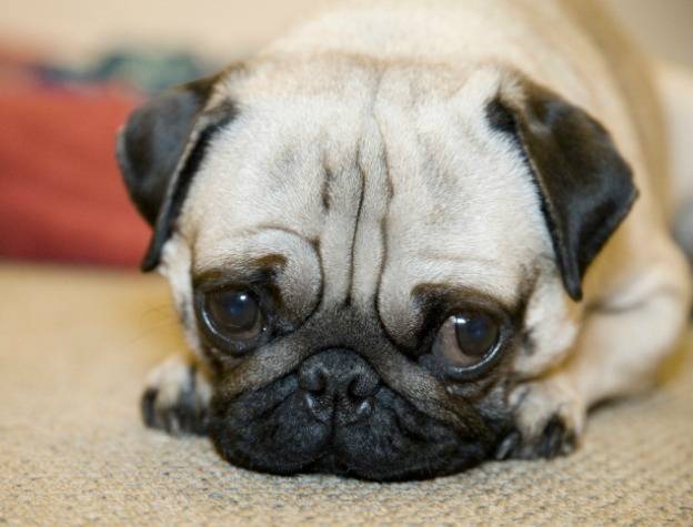 Chubbs - Carlin Mâle (3 ans)