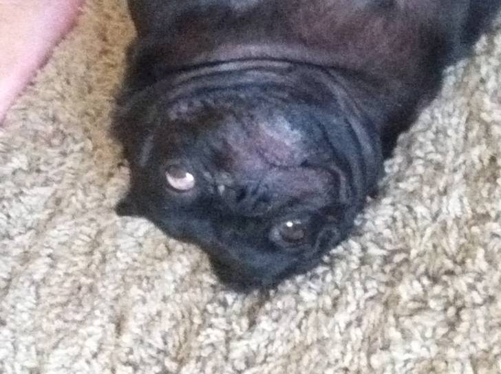 Romeo - Carlin Mâle (5 ans)