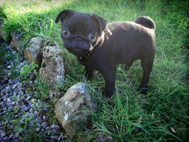 carlin- Byron - Carlin