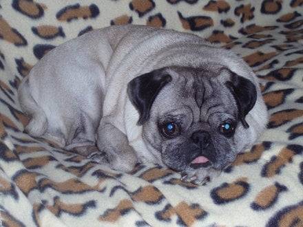 carlin,randy - Carlin