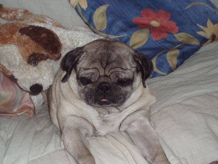 carlin,randy - Carlin