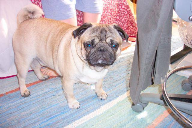 carlin fauve Igor - Carlin