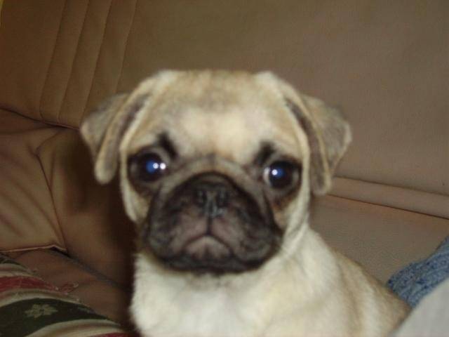 Bella mon carlin d amour 3 mois - Carlin (3 mois)