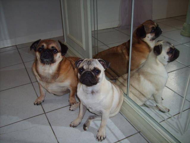 carlin banzai et Ovnie - Carlin