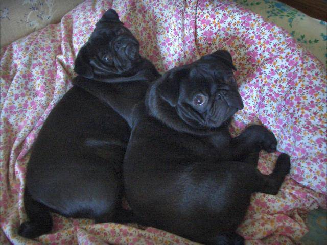 carlin Van-Gogh & byron - Carlin