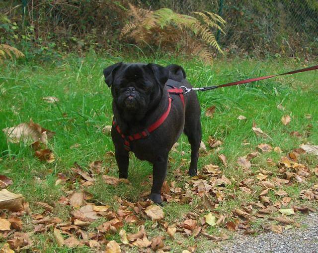 carlin - Van-Gogh - Carlin